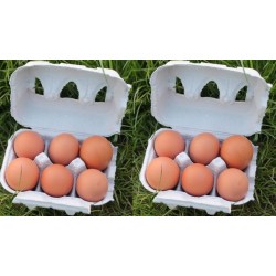 Eieren 12 stuks